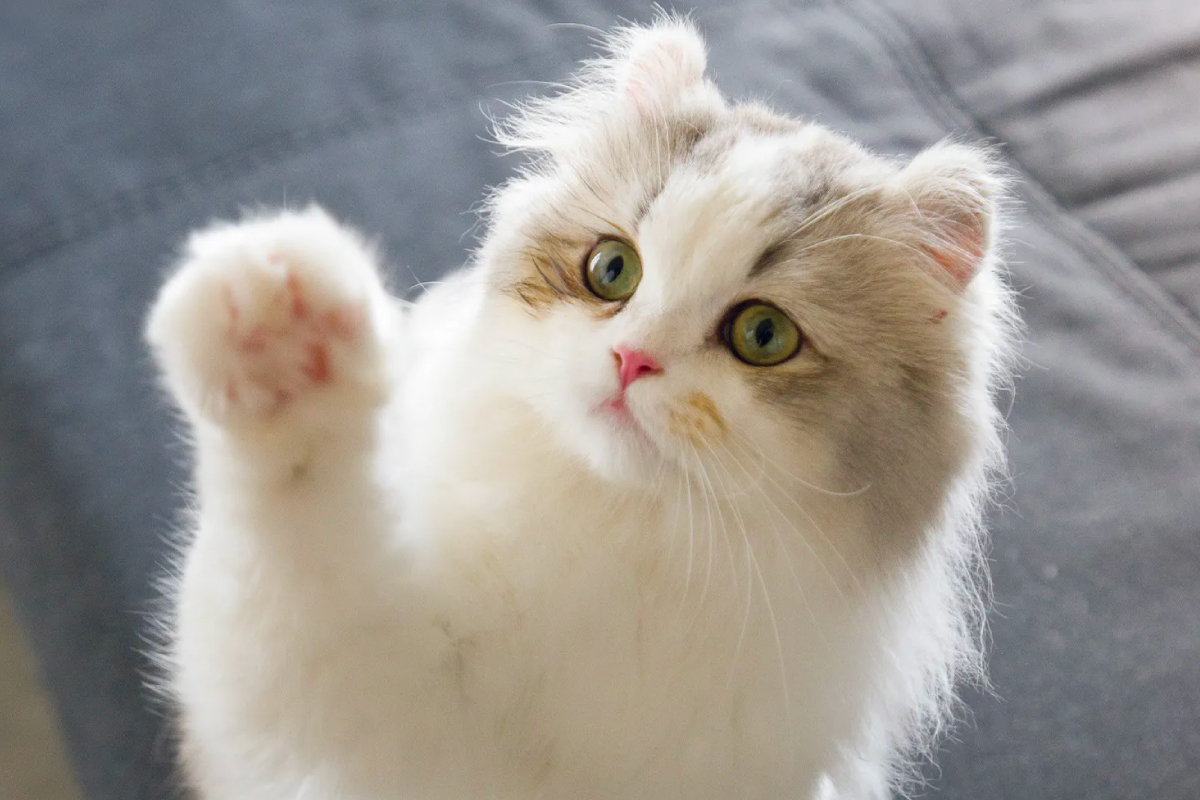 可愛すぎる…美猫「なぎさちゃん」と47歳・獣医師の出会いと