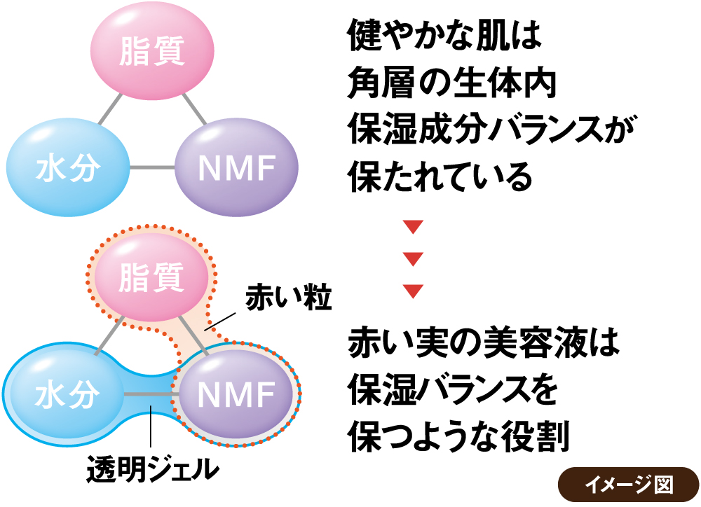角層内の保湿バランスを保つことが鍵
